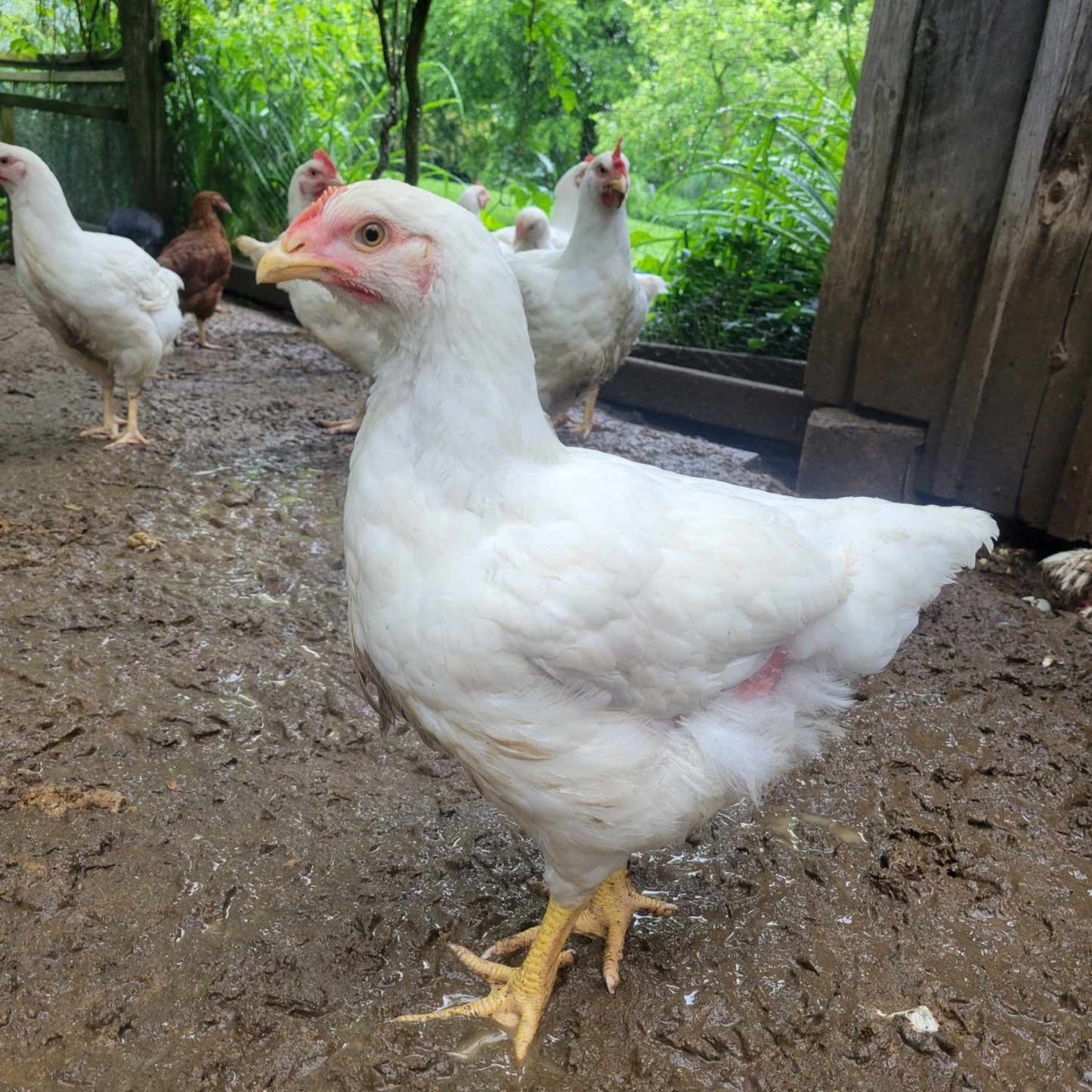 Whole Chicken