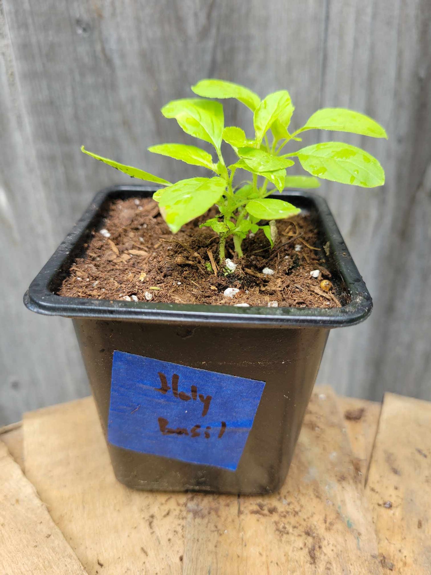 Holy Basil (Potted Herb)