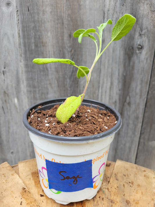 Sage (Potted Herb)