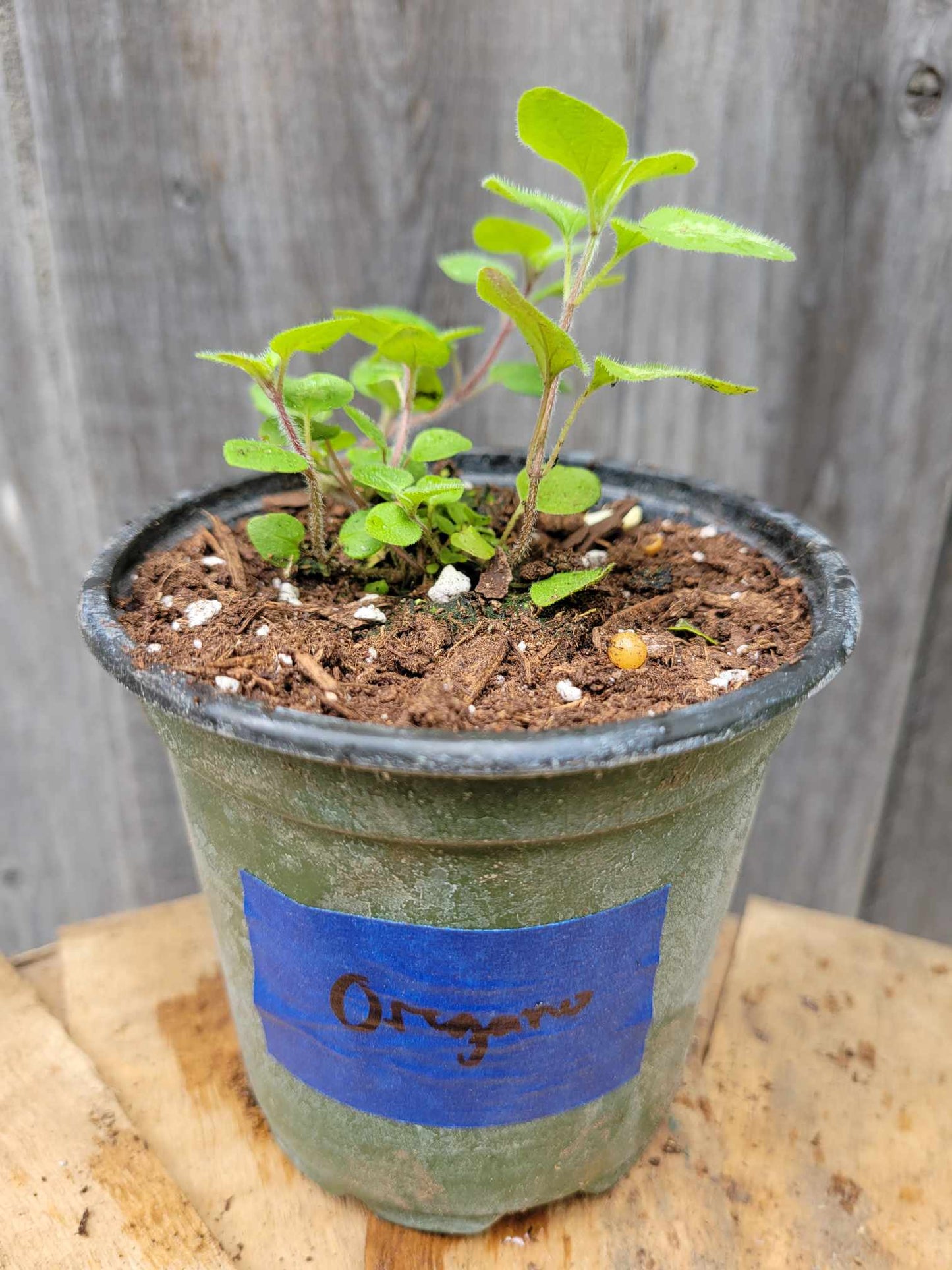 Oregano (Potted Herb)