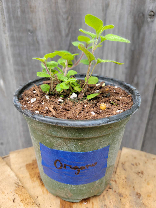 Oregano (Potted Herb)