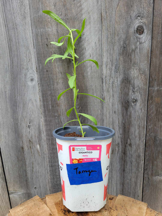 Tarragon (Potted Herb)