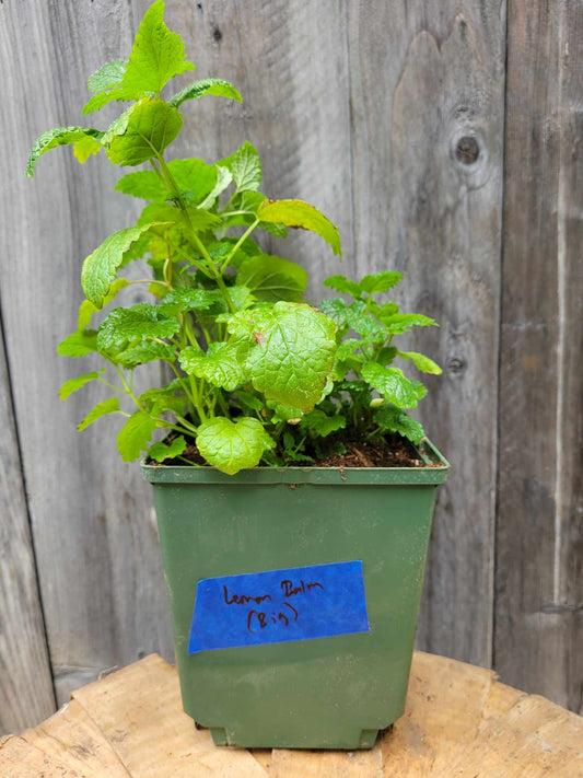 Lemon Balm, Large Pot (Potted Herb)