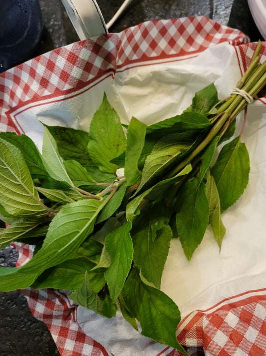 Sage, Pineapple (Fresh)