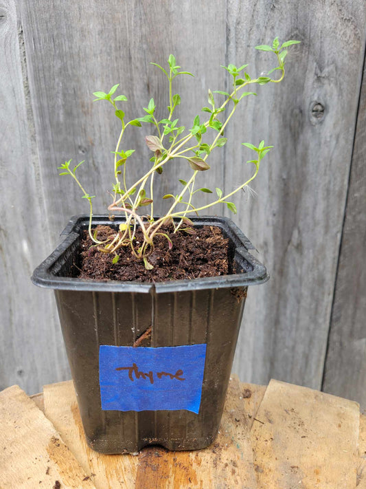 Thyme (Potted Herb)
