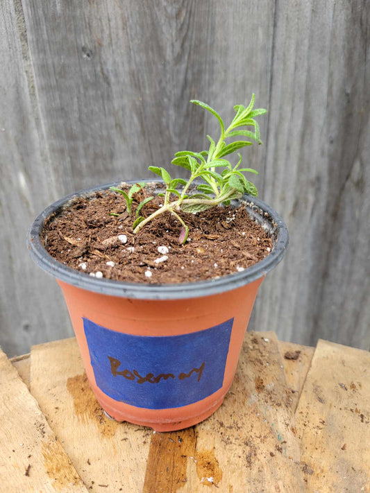 Rosemary (Potted Herb)