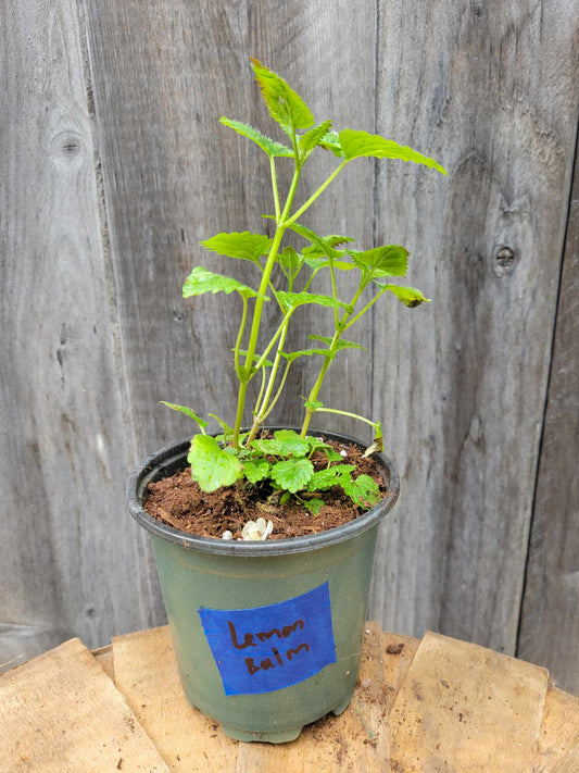 Lemon Balm (Potted Herb)