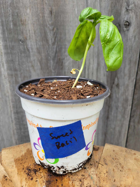 Sweet Basil (Potted Herb)