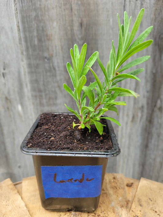 Lavender (Potted Herb)